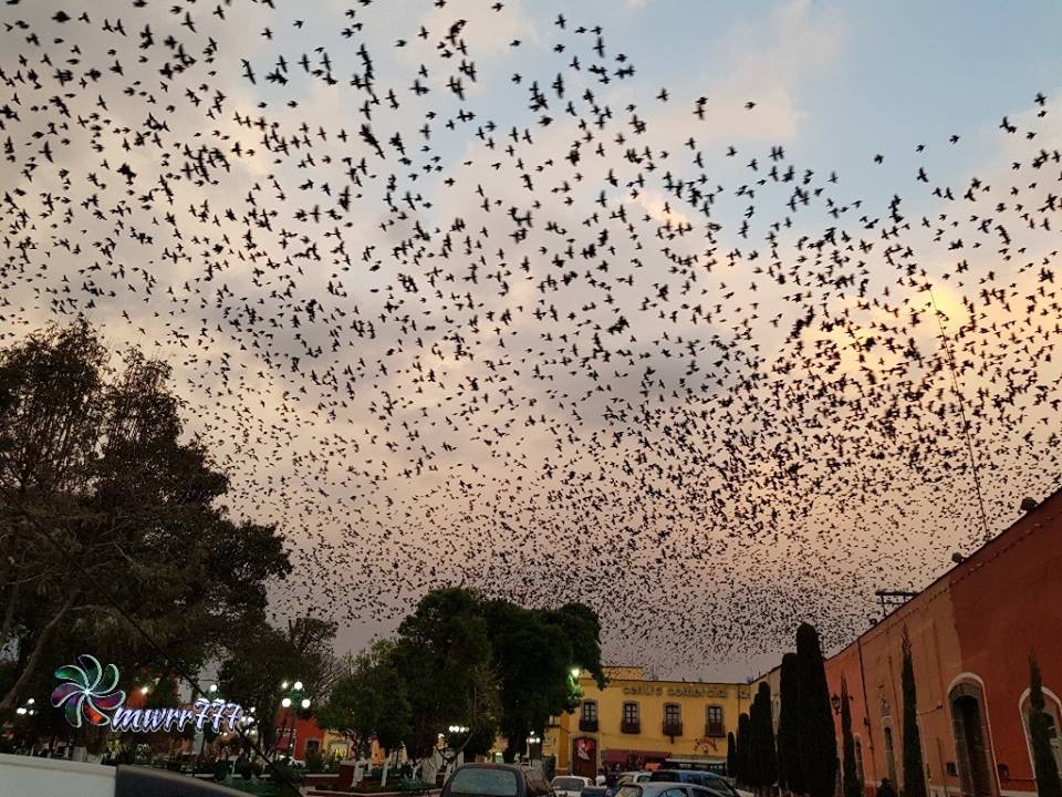 Aves ofrecen espectáculo aéreo en Huamantla